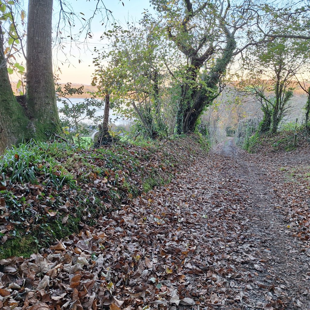 forest walk